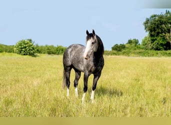 American Quarter Horse, Wallach, 6 Jahre, 157 cm, Schimmel