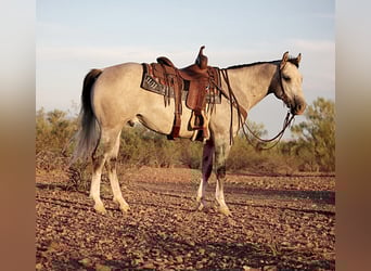 American Quarter Horse, Wallach, 6 Jahre, 157 cm, Schimmel