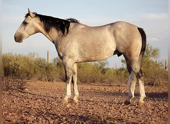 American Quarter Horse, Wallach, 6 Jahre, 157 cm, Schimmel