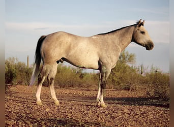 American Quarter Horse, Wallach, 6 Jahre, 157 cm, Schimmel