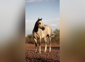 American Quarter Horse, Wallach, 6 Jahre, 157 cm, Schimmel
