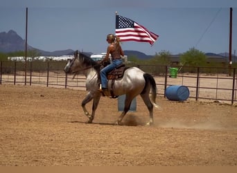 American Quarter Horse, Wallach, 6 Jahre, 157 cm, Schimmel