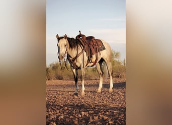 American Quarter Horse, Wallach, 6 Jahre, 157 cm, Schimmel
