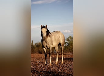American Quarter Horse, Wallach, 6 Jahre, 157 cm, Schimmel