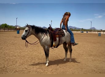 American Quarter Horse, Wallach, 6 Jahre, 157 cm, Schimmel