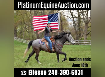 American Quarter Horse, Wallach, 6 Jahre, 157 cm, Schimmel