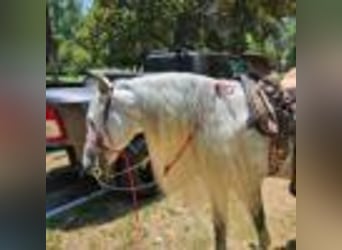American Quarter Horse, Wallach, 6 Jahre, 157 cm, Schimmel