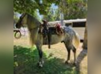 American Quarter Horse, Wallach, 6 Jahre, 157 cm, Schimmel