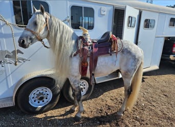 American Quarter Horse, Wallach, 6 Jahre, 157 cm, Schimmel
