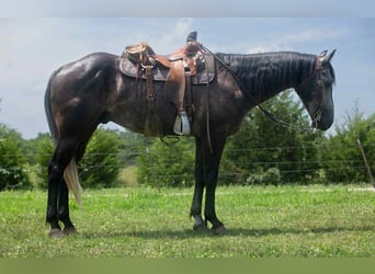 American Quarter Horse, Wallach, 6 Jahre, 157 cm, Schimmel