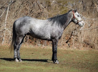 American Quarter Horse, Wallach, 6 Jahre, 157 cm, Schimmel