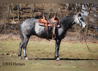 American Quarter Horse, Wallach, 6 Jahre, 157 cm, Schimmel