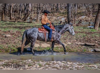 American Quarter Horse, Wallach, 6 Jahre, 157 cm, Schimmel