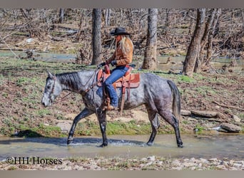 American Quarter Horse, Wallach, 6 Jahre, 157 cm, Schimmel