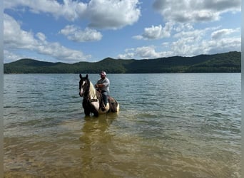 American Quarter Horse, Wallach, 6 Jahre, 157 cm, Tobiano-alle-Farben