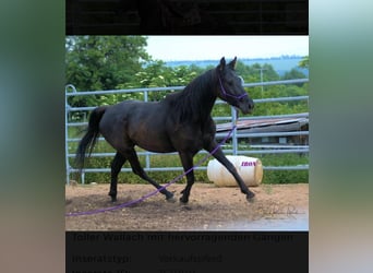 American Quarter Horse, Wallach, 6 Jahre, 158 cm, Rappe