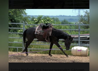 American Quarter Horse, Wallach, 6 Jahre, 158 cm, Rappe