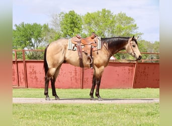 American Quarter Horse, Wallach, 6 Jahre, 160 cm, Buckskin