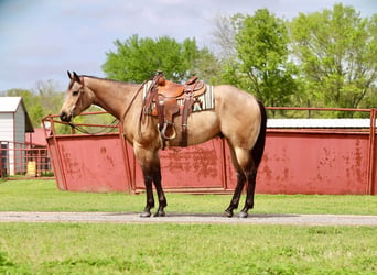 American Quarter Horse, Wallach, 6 Jahre, 160 cm, Buckskin
