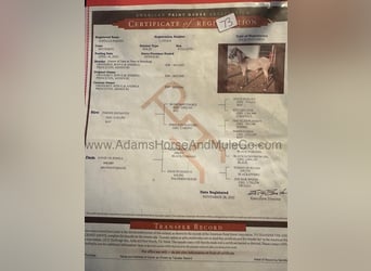 American Quarter Horse, Wallach, 6 Jahre, 160 cm, Buckskin