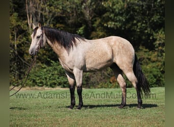 American Quarter Horse, Wallach, 6 Jahre, 160 cm, Buckskin