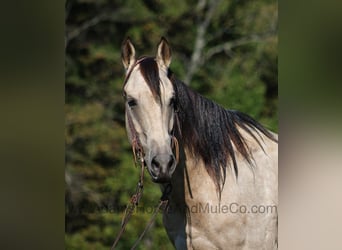 American Quarter Horse, Wallach, 6 Jahre, 160 cm, Buckskin
