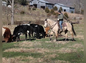 American Quarter Horse, Wallach, 6 Jahre, 160 cm, Buckskin