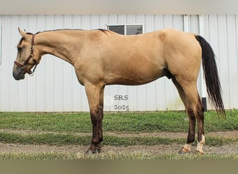 American Quarter Horse, Wallach, 6 Jahre, 160 cm, Buckskin