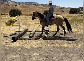 American Quarter Horse, Wallach, 6 Jahre, 160 cm, Buckskin