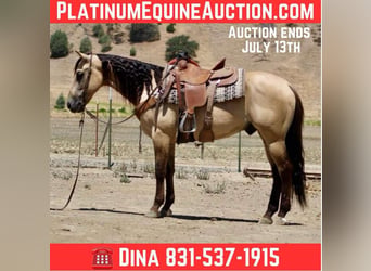 American Quarter Horse, Wallach, 6 Jahre, 160 cm, Buckskin