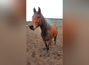 American Quarter Horse, Wallach, 6 Jahre, 160 cm, Dunkelbrauner