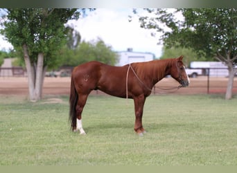 American Quarter Horse, Wallach, 6 Jahre, 160 cm, Dunkelfuchs