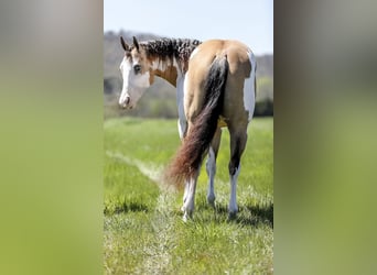 American Quarter Horse, Wallach, 6 Jahre, 160 cm, Overo-alle-Farben