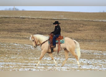 American Quarter Horse, Wallach, 6 Jahre, 160 cm, Palomino