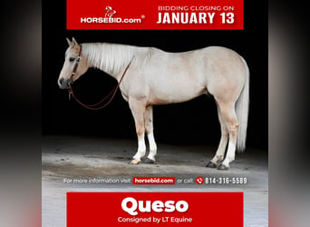 American Quarter Horse, Wallach, 6 Jahre, 160 cm, Palomino