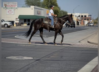 American Quarter Horse, Wallach, 6 Jahre, 160 cm, Rappe