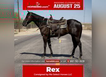 American Quarter Horse, Wallach, 6 Jahre, 160 cm, Rappe
