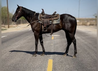 American Quarter Horse, Wallach, 6 Jahre, 160 cm, Rappe