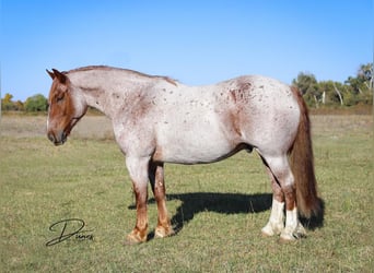 American Quarter Horse Mix, Wallach, 6 Jahre, 160 cm, Roan-Red