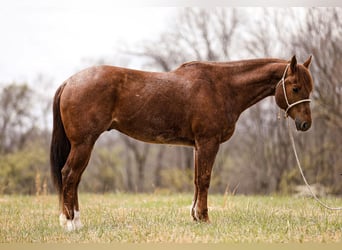 American Quarter Horse, Wallach, 6 Jahre, 160 cm, Roan-Red