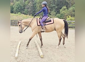 American Quarter Horse, Wallach, 6 Jahre, 160 cm