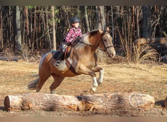 American Quarter Horse Mix, Wallach, 6 Jahre, 160 cm