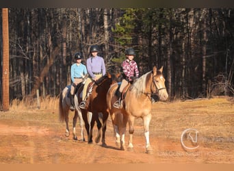 American Quarter Horse Mix, Wallach, 6 Jahre, 160 cm