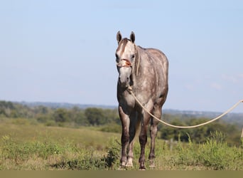 American Quarter Horse, Wallach, 6 Jahre, 163 cm, Apfelschimmel