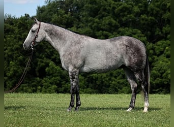 American Quarter Horse, Wallach, 6 Jahre, 163 cm, Apfelschimmel
