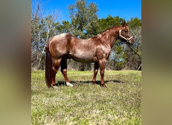 American Quarter Horse, Wallach, 6 Jahre, 163 cm, Brauner