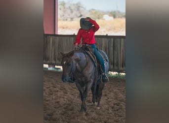 American Quarter Horse, Wallach, 6 Jahre, 163 cm, Brauner