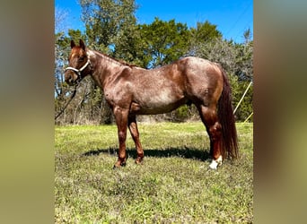 American Quarter Horse, Wallach, 6 Jahre, 163 cm, Brauner