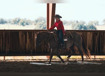 American Quarter Horse, Wallach, 6 Jahre, 163 cm, Brauner