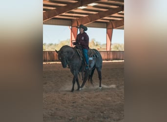 American Quarter Horse, Wallach, 6 Jahre, 163 cm, Brauner